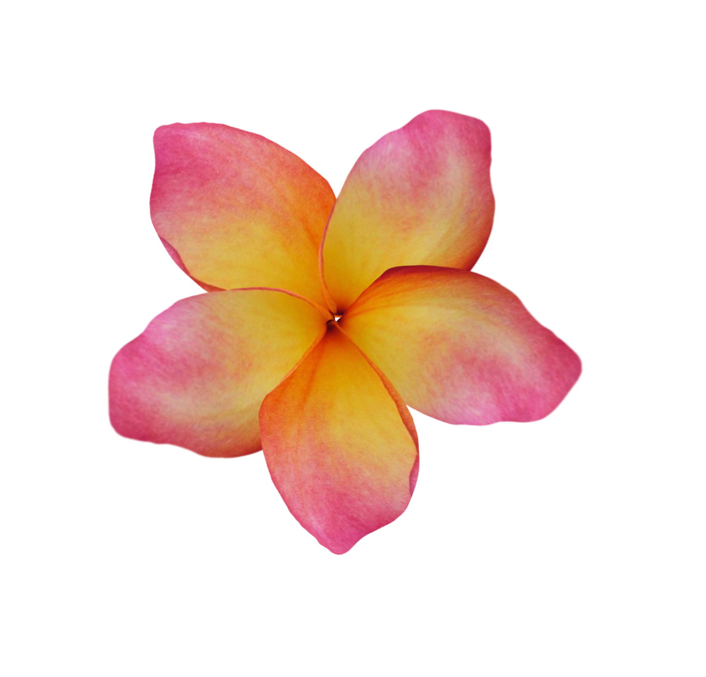 HAWAII KINE MAGNETS 5PK