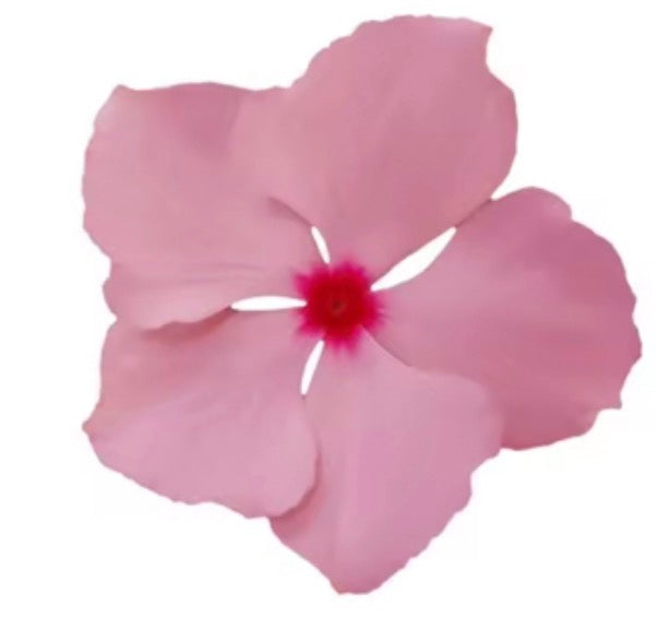 HAWAII KINE AIR FRESHENERS