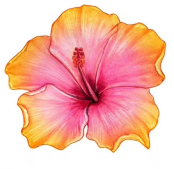 HAWAII KINE AIR FRESHENERS